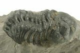 Detailed Reedops Trilobite - Atchana, Morocco #376981-1